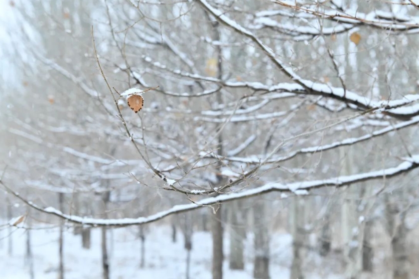 瑞雪乘風至 北奔廠區煥新顏